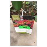 Double knockout rose 3 gallon pot