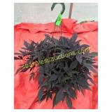 10"/12" Sweet Potato Vine Hanging Basket