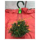 10"/12" Calendria Hanging Basket