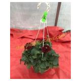 10"/12" Dahlia Hanging Basket