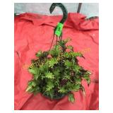 10"/12" Coleus Hanging Basket