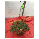 10"/12" Calibrochoa Hanging Basket
