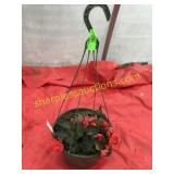 10"/12" Begonia Hanging Basket