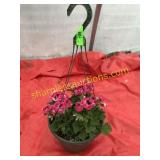 10"/12" Regal Geranium Hanging Basket