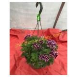10"/12" Regal Geranium Hanging Basket
