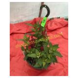 10"/12" Celosia Hanging Basket