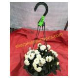 10"/12" Dahlia Hanging Basket