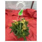 10"/12" Celosia Hanging Basket