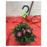 10"/12" Dahlia Hanging Basket