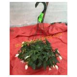 10"/12" Begonia Hanging Basket