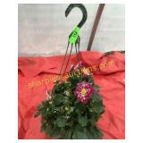 10"/12" Dahlia Hanging Basket