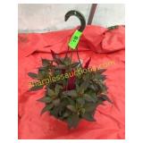 10"/12" Celosia Hanging Basket