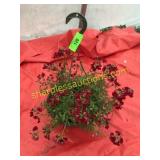 10"/12" Nemesia Hanging Basket