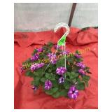 10"/12" Petunia Hanging Basket