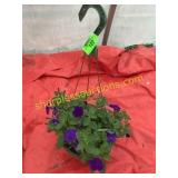 10"/12" Petunia Hanging Basket