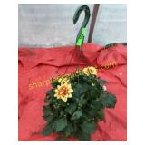 10"/12" Dahlia Hanging Basket