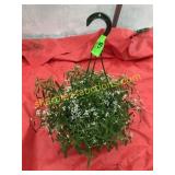 10"/12" Euphorbia  Hanging Basket