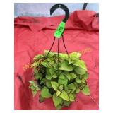 10"/12" Coleus Hanging Basket