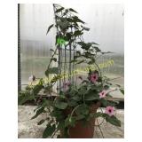 Morning Glory Vine 12" pot trellised