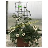 Morning Glory Vine 12" pot trellised
