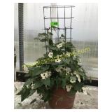 Morning Glory Vine 12" pot trellised
