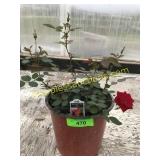 Sunrosa Red Rose Bush 1 gallon pot