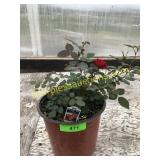 Sunrosa Red Rose Bush1 gallon pot