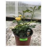 Sunrosa Yellow Rose Bush 1 gallon pot