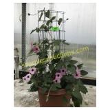 Morning Glory Vine 12" pot trellised