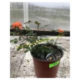 Sunrosa Orange Rose Bush 1 gallon pot