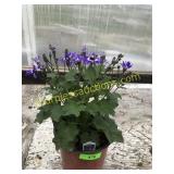 Senetti Annual 1 gallon pot