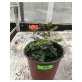 Sunrosa Orange Rose Bush 1 gallon pot