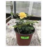 Sunrosa Yellow Rose Bush 1 gallon pot