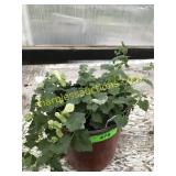 Lofos Annual 1 gallon pot
