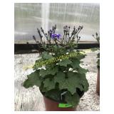 Senetti Annual 1 gallon pot