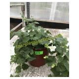 Lofos Annual 1 gallon pot