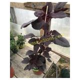 Amoranthus Annual 1 gallon pot