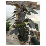 Amoranthus Annual 1 gallon pot