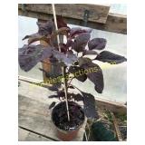 Amaranthus Annual 1 gallon pot