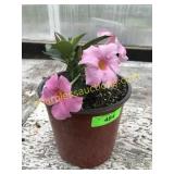 Mandevilla Annual 1 gallon pot