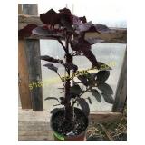 Aniranthus Annual 1 gallon pot