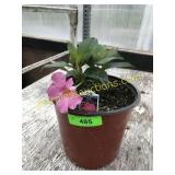 Mandevilla  6" Annual pot