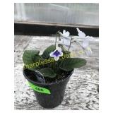 Streptocarpos 6" Annual pot
