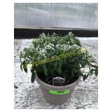 Euphobia 6" Annual pot