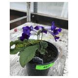 Streptocarpus 6" Annual pot