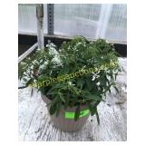 Euphobia 6" Annual pot