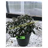 Euphobia 6" Annual pot