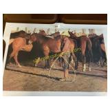 unframed Looking for the old piebald mare print