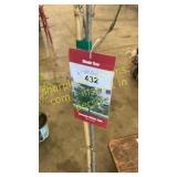 Swamp White Oak 5 gallon pot