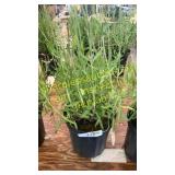Lavender 1 gallon pot